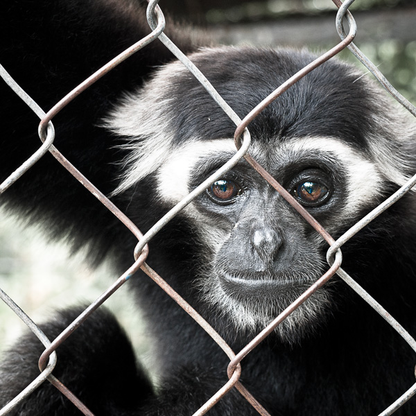 20120214225729_competence_photos_animaux_manoel 20120214225729_competence_photos_animaux_manoel