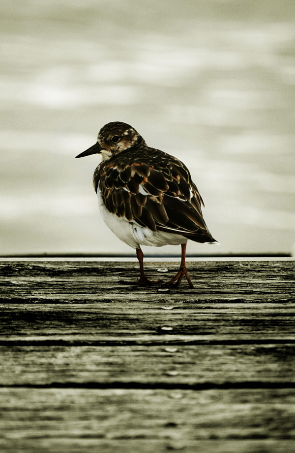 20120214230311_competence_photo__2_ 20120214230311_competence_photo__2_