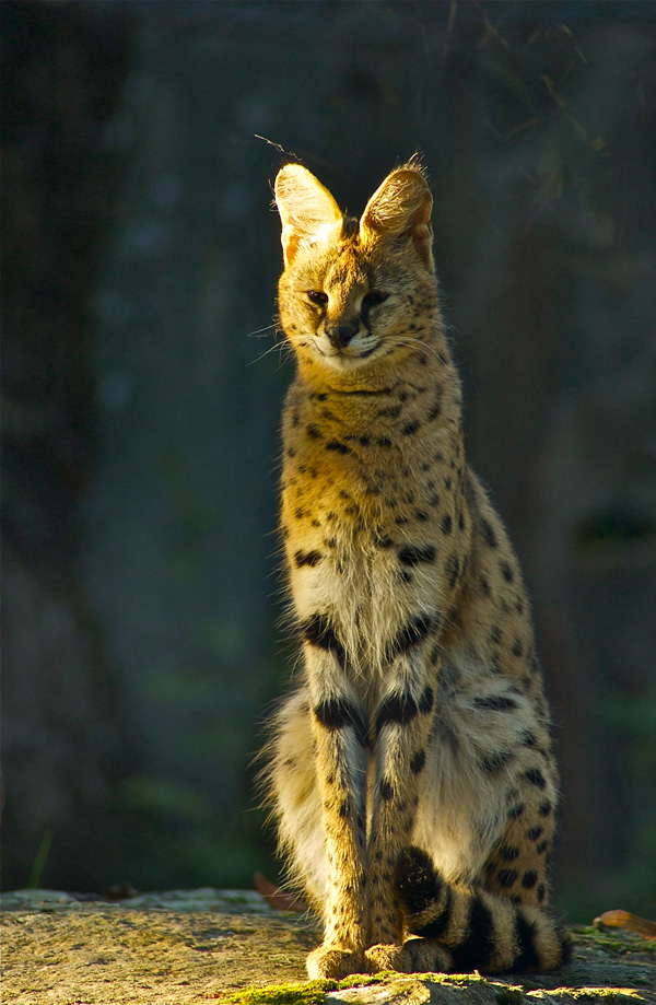 20120214234402_lynx_d_afrique 20120214234402_lynx_d_afrique