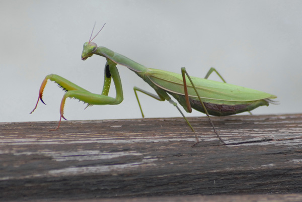 20120215002421_promenade_religieuse 20120215002421_promenade_religieuse