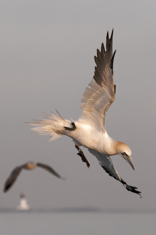 20120215093217_un_fou_de_plus 20120215093217_un_fou_de_plus