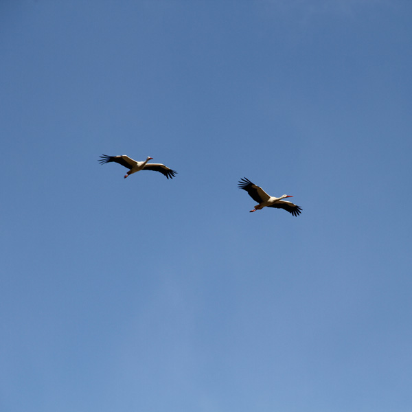 20120215094921_cegonha2 20120215094921_cegonha2