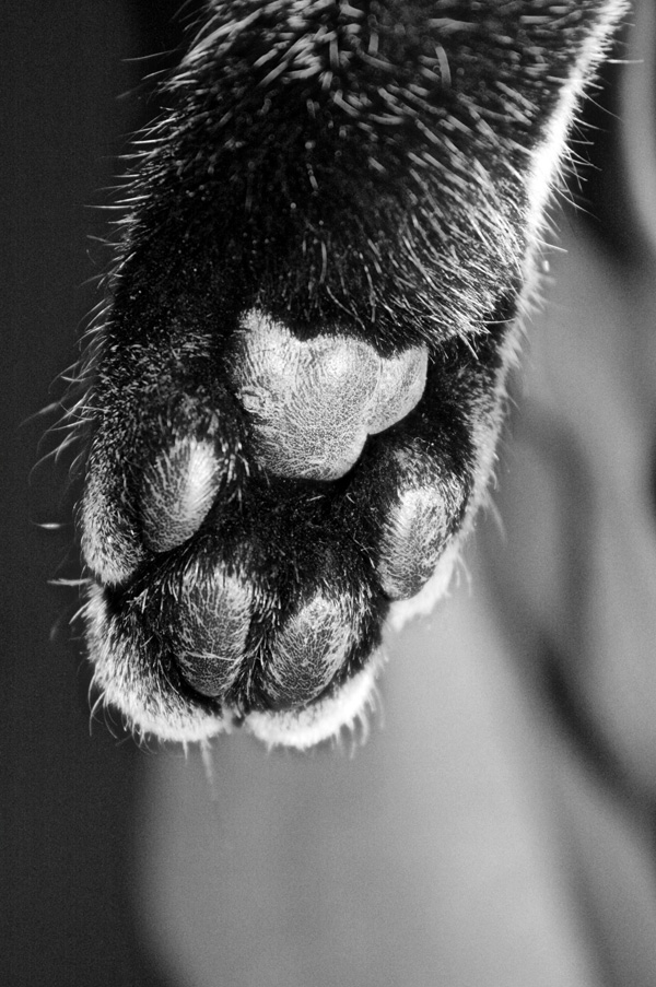 20120215100045_bobpatte 20120215100045_bobpatte