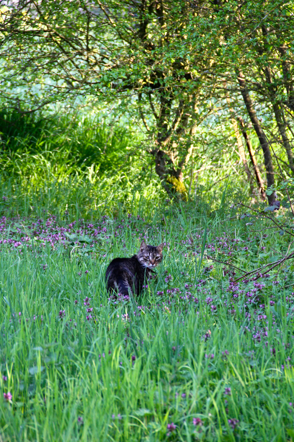 20120215100357_chat_souvage 20120215100357_chat_souvage