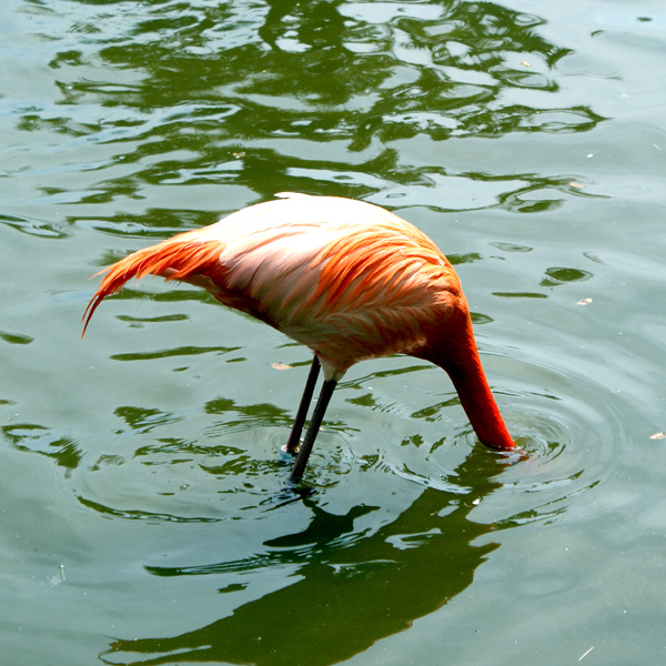 20120215102648_flamand_en_apnee 20120215102648_flamand_en_apnee