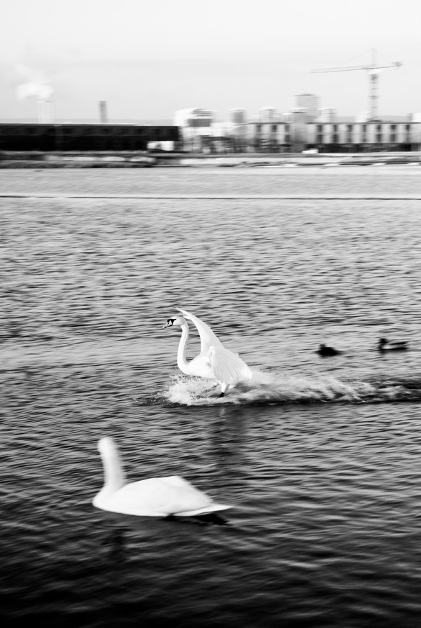 20120215103253_cygne_urbain_1 20120215103253_cygne_urbain_1