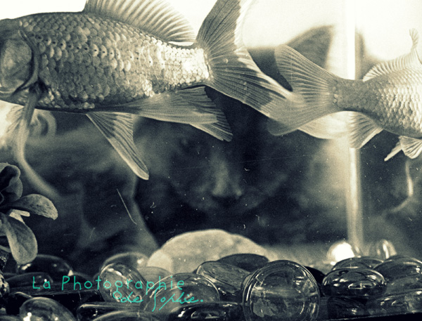 20120215103541_gribou_poissons 20120215103541_gribou_poissons