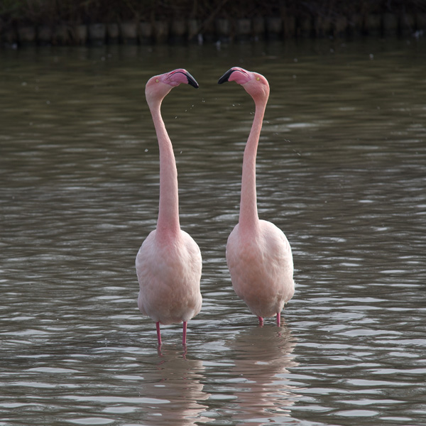 20120215104726_imgp7626 20120215104726_imgp7626