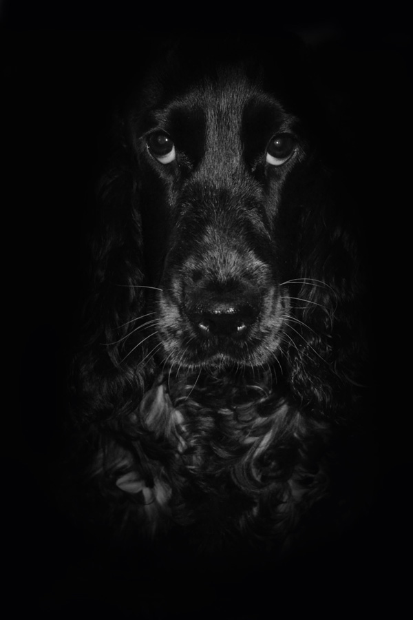 20120215111120_jean_jacques_kelner_3_tipule 20120215111120_jean_jacques_kelner_3_tipule