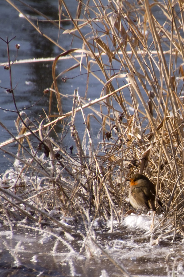 20120215132615_vivement_le_printemps 20120215132615_vivement_le_printemps