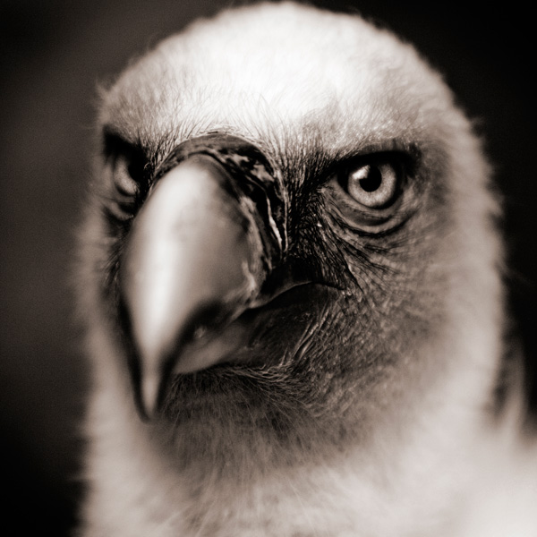 20120215140626_vautour 20120215140626_vautour