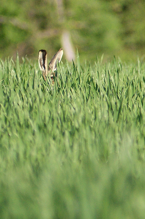 20120215142214_copie_de_sergegonzalez1 20120215142214_copie_de_sergegonzalez1