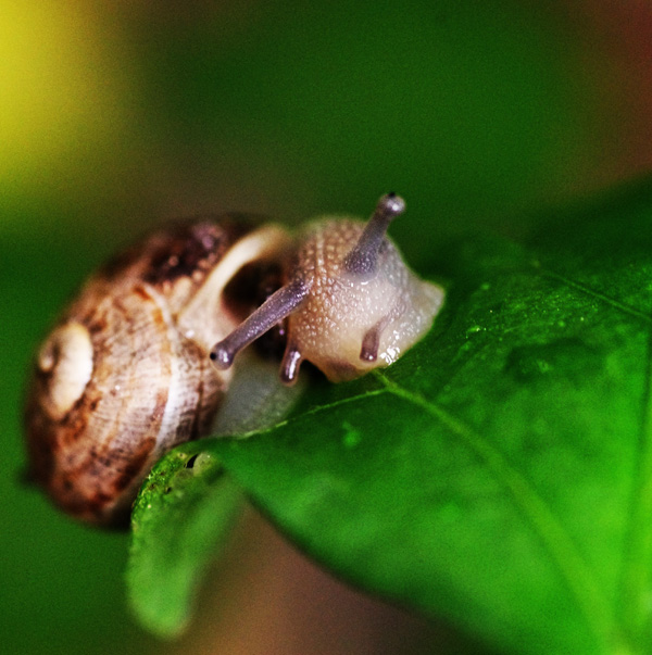 20120215172911_escargot 20120215172911_escargot