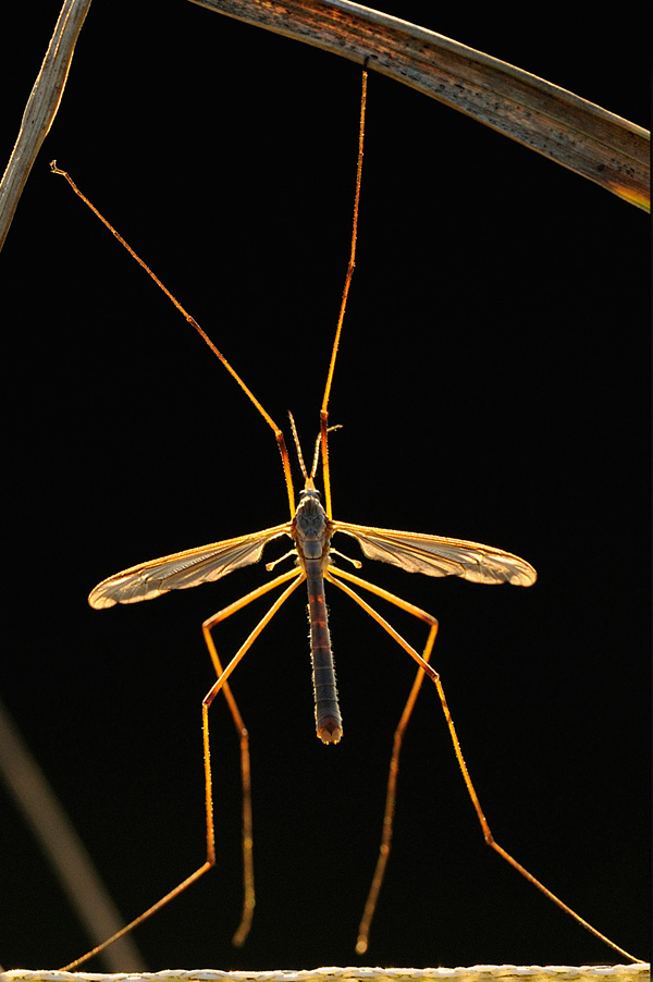 20120215165655_la_tipule 20120215165655_la_tipule