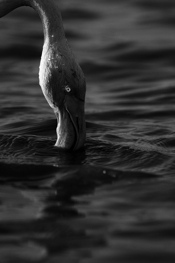 20120215183541_lumieredenarcisse 20120215183541_lumieredenarcisse