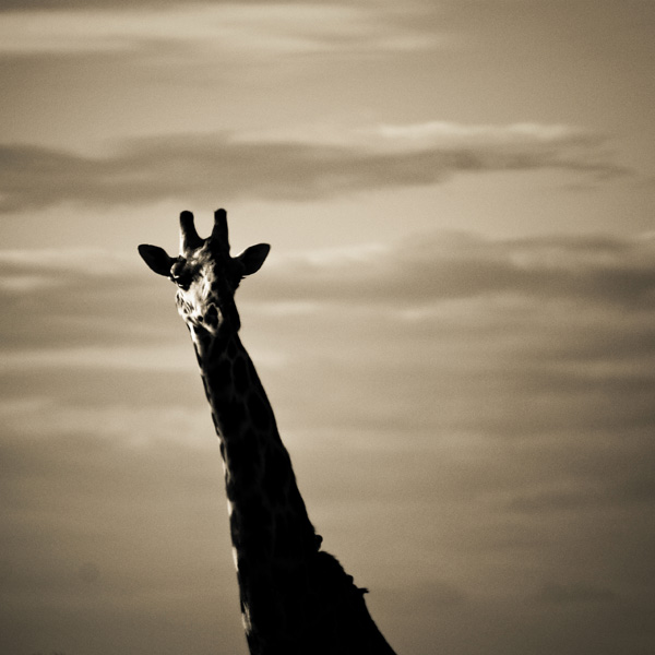 20120215185541_dsc_5269_square 20120215185541_dsc_5269_square