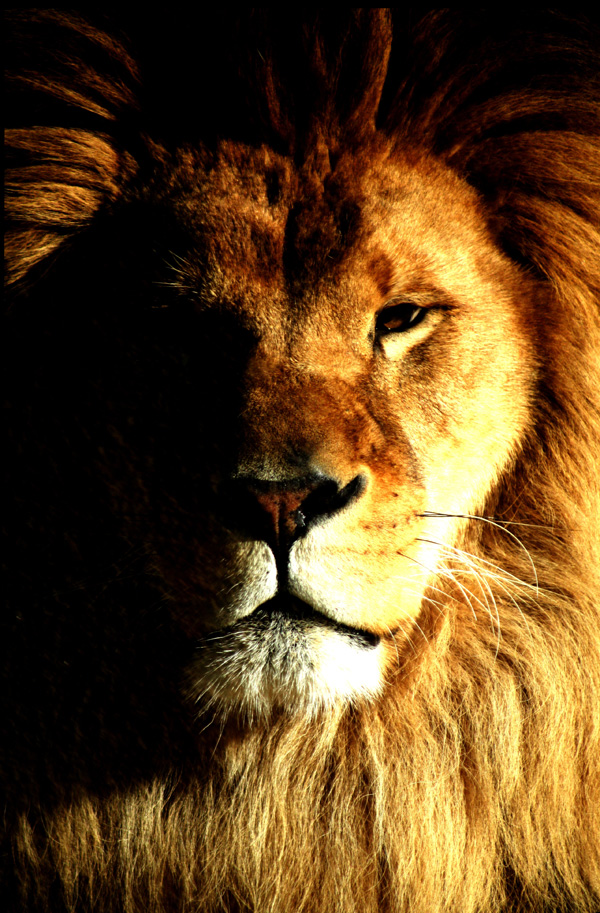 20120215190758_lion_avoldoire 20120215190758_lion_avoldoire