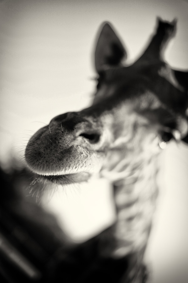 20120215191013_girafe_2969 20120215191013_girafe_2969