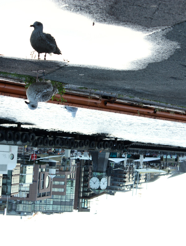 20120215195500_jungle_urbaine_ 20120215195500_jungle_urbaine_