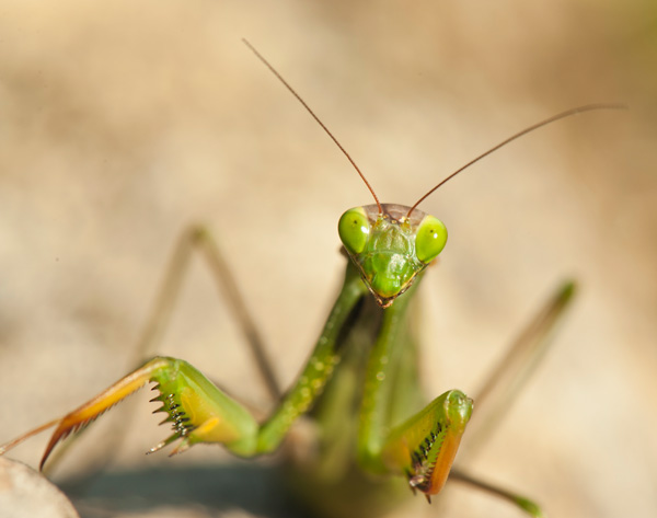 20120215202306_mante_religieuse 20120215202306_mante_religieuse