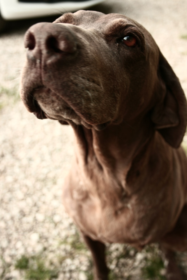 20120215203448_a_trois_pattes 20120215203448_a_trois_pattes