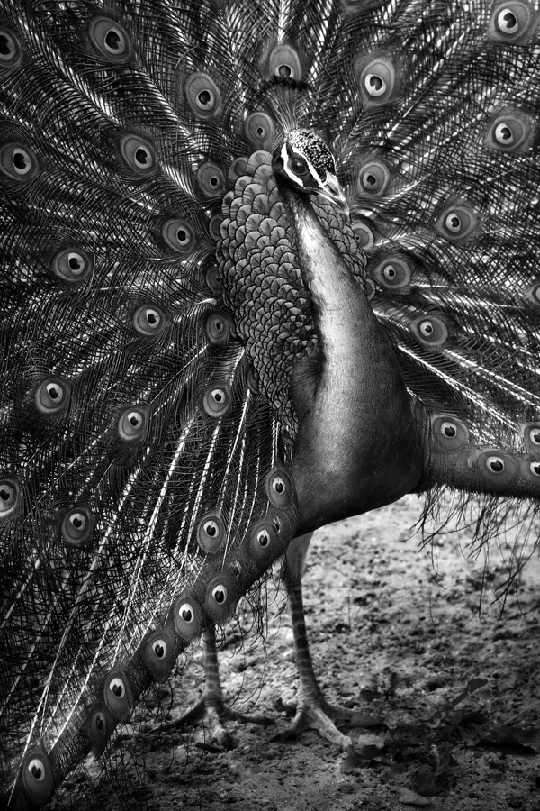 20120215204358_leon 20120215204358_leon