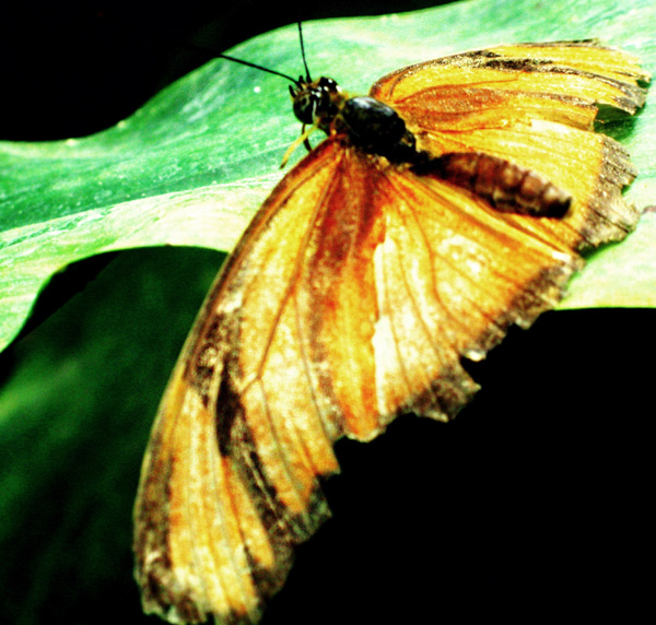 20120215210840_img_0668carre 20120215210840_img_0668carre