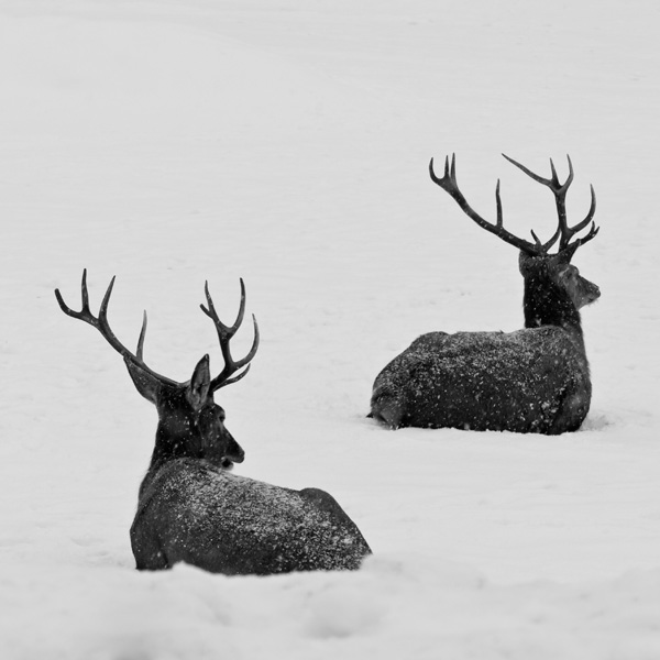 20120215212517_premiere_neige 20120215212517_premiere_neige