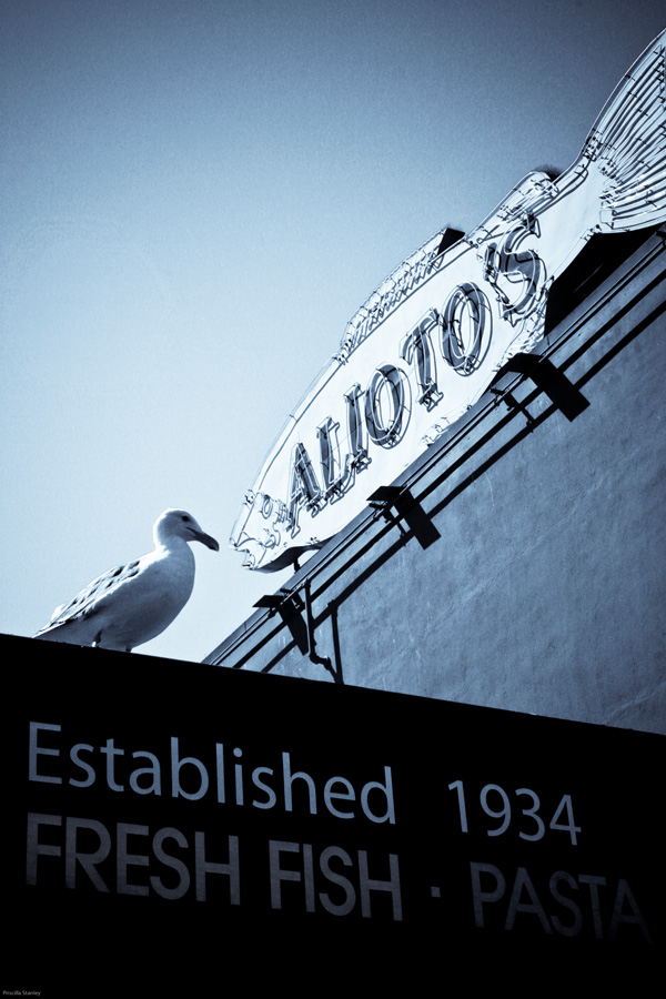 20120215214342_fish_bird_concours 20120215214342_fish_bird_concours