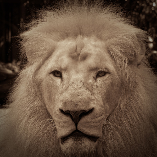 20120215220043_lion 20120215220043_lion