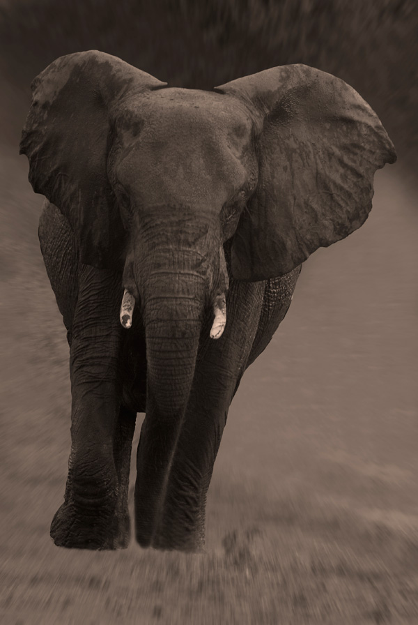 20120215230139_elephant_noir_et_blanc 20120215230139_elephant_noir_et_blanc