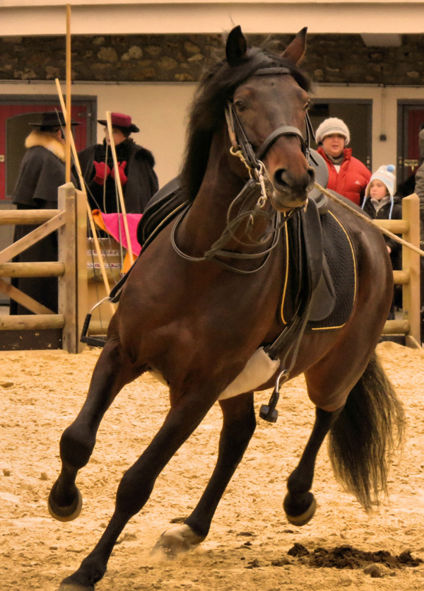 20120215234016_acte_1_animal 20120215234016_acte_1_animal