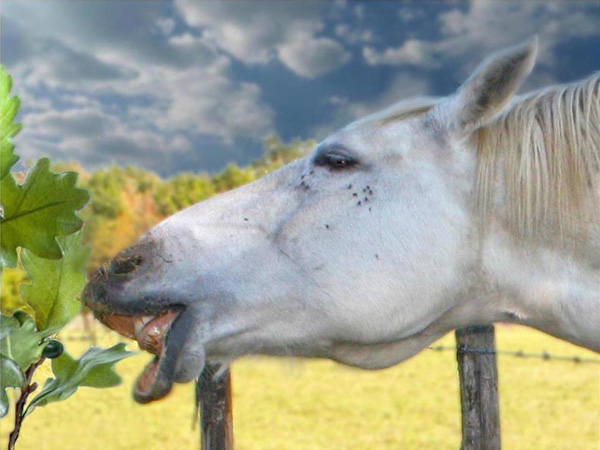 20120216182311_cheval_rosette 20120216182311_cheval_rosette