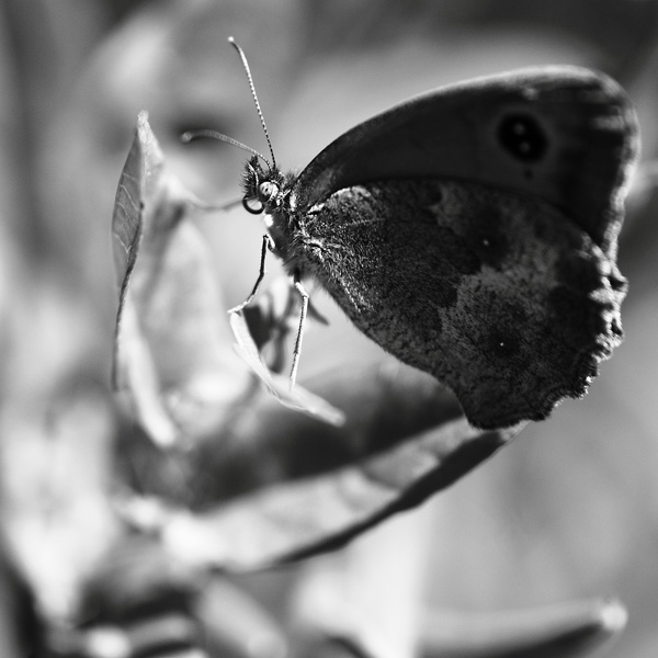 20120216191558_amaryllis2 20120216191558_amaryllis2