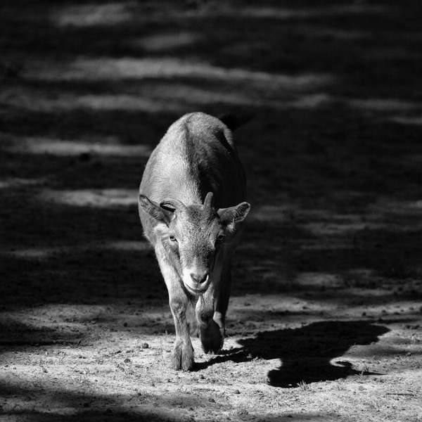 20120214202848_black_goat 20120214202848_black_goat