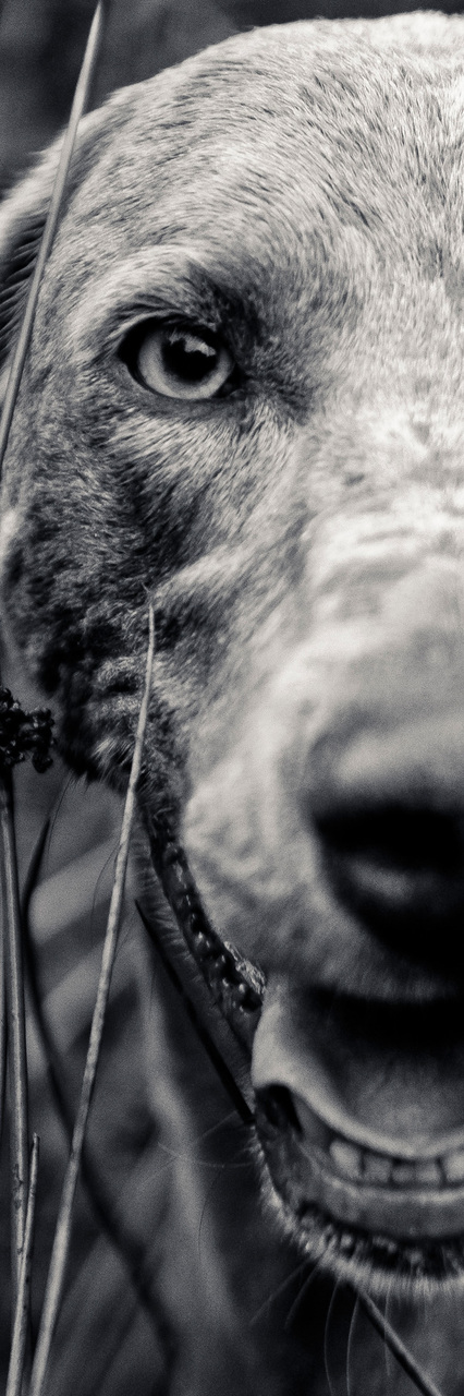 20120214212617__borah_photoconcourscompetence 20120214212617__borah_photoconcourscompetence