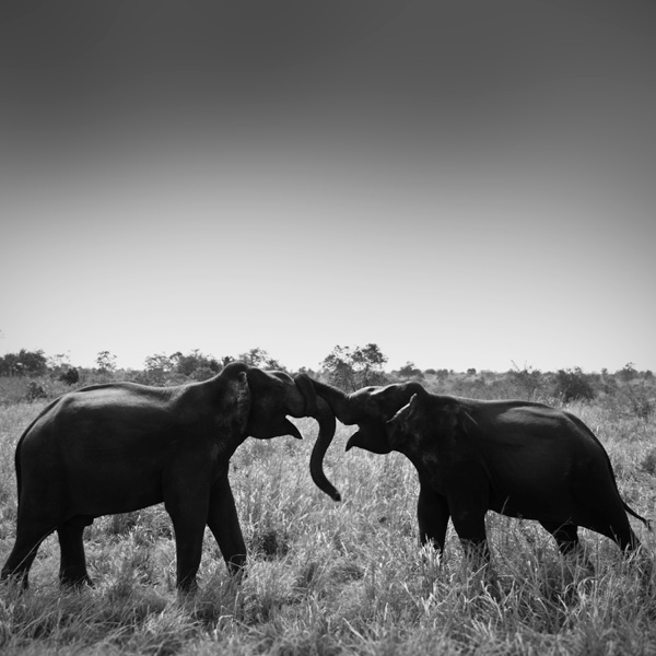 20120214231053_pierre 20120214231053_pierre