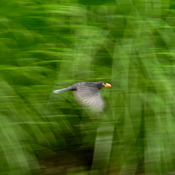 20120215232824_l_oiseau_noir 20120215232824_l_oiseau_noir