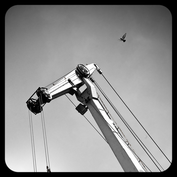 20120216002104_modernite___parade_de_grues_cendrees 20120216002104_modernite___parade_de_grues_cendrees
