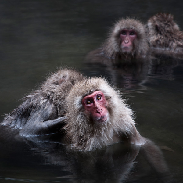 20120216203355_singe_ 20120216203355_singe_