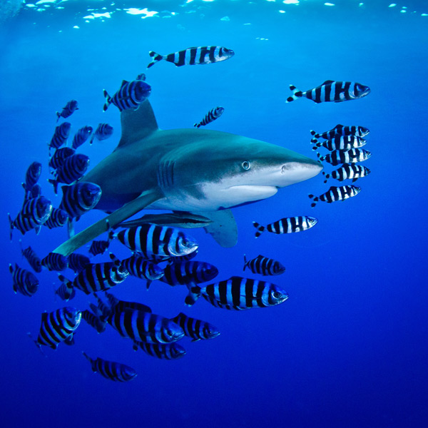 Jean-Louis Danan Jean-Louis Danan