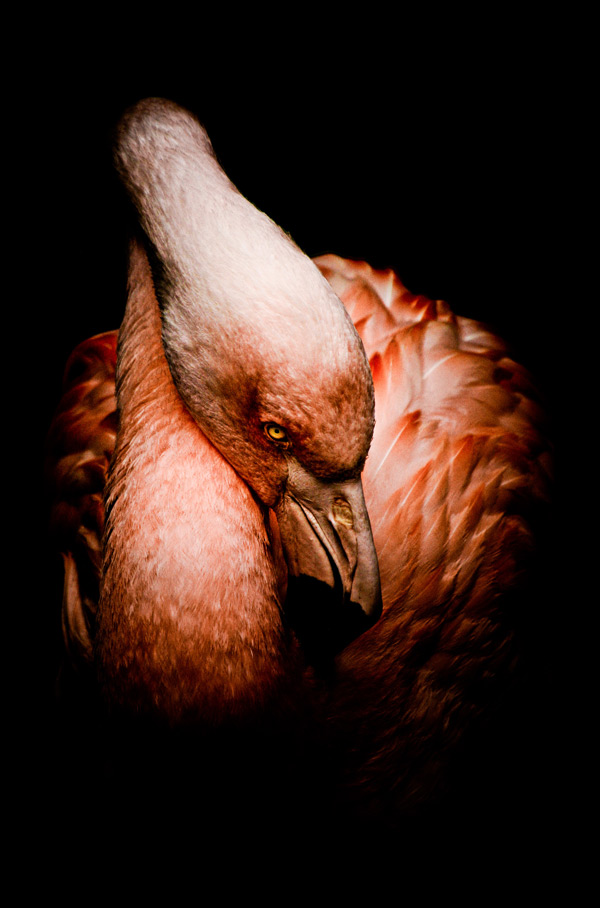 Christian Couret Christian Couret