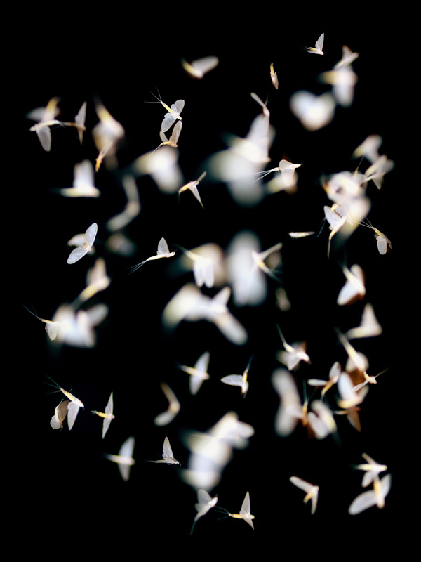 Johanne Goudstikker Johanne Goudstikker