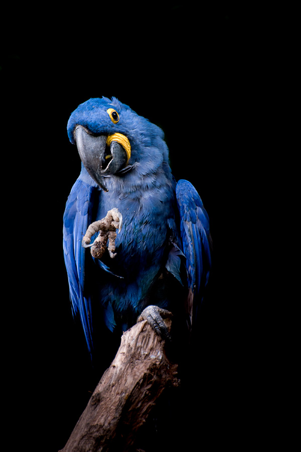 Frédéric Champion Frédéric Champion