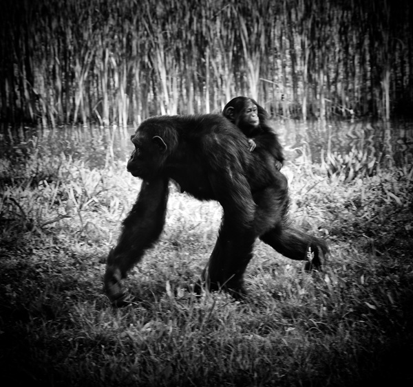 Bellule Davril Bellule Davril