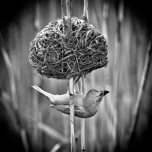 Patrice Carré Patrice Carré