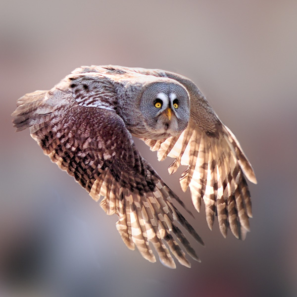 Didier Jallais Didier Jallais