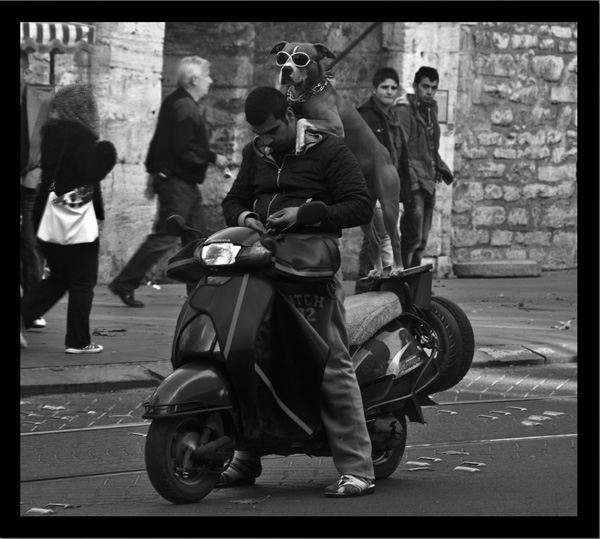20120308160642_dog_of_istanbul 20120308160642_dog_of_istanbul
