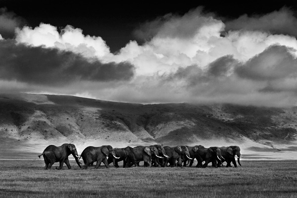 20120311165019_elephants_holdefehr_mark