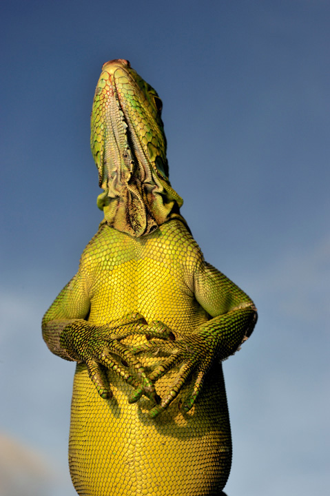 ANIMALIER • Alain Ernoult ANIMALIER • Alain Ernoult